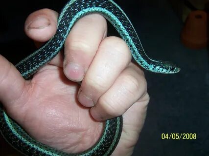 kingsnake.com photo gallery Garter Snakes T.s.similis (Flori
