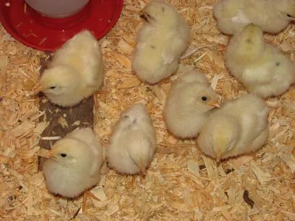 Hybrid chicks "Tetra Tint" Superior egg laying loveschickens