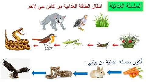 Attend Electropositive Glimpse السلسلة الغذائية للكائنات الح