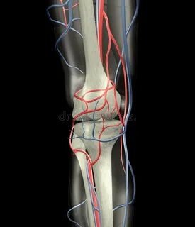 вены колена косточек артерий Иллюстрация штока - иллюстрации