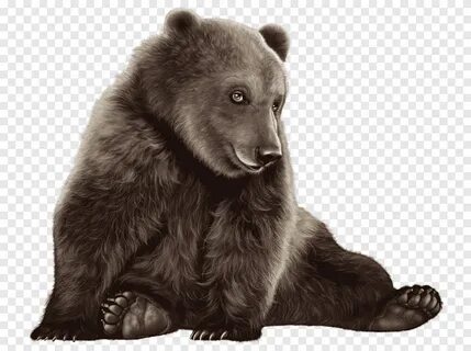 Бурый медведь Американский черный медведь Baby Polar Bear, м