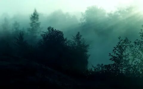 Landscape nature tree forest woods fog wallpaper 1920x1200 6