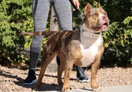 THE MERLE COAT: ACCEPTABLE IN THE AMERICAN BULLY BREED? by B