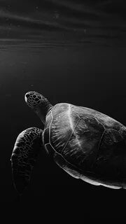 Скачать 800x1420 черепаха, под водой, плавать, глубина, чб о