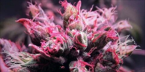 What Are the Most Colorful Weed Strains and How Do They Get 