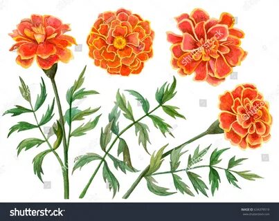 Watercolor set of marigold flowers, hand drawn floral illust