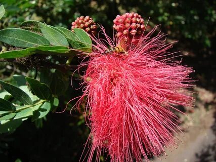 File:Starr 071024-0460 Calliandra haematocephala.jpg - Wikim