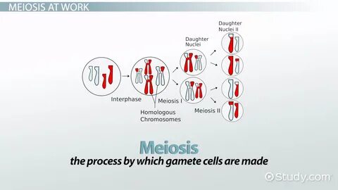 Genetics X Linked Genes Worksheet Lovely solved Biological G