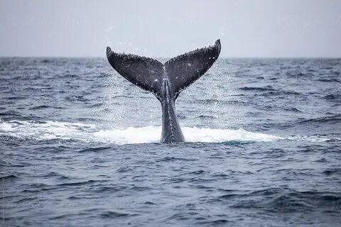 Humpback Whale Tail On Surface porSong Heming