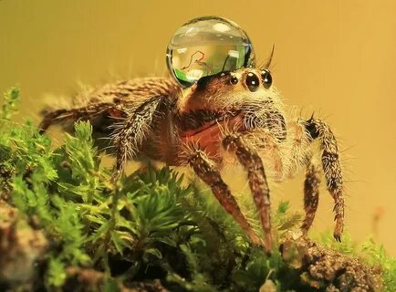 Jumping Spiders Wearing Water Drops as Fancy Hats Jumping sp