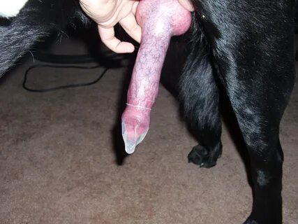 Animal Porn and Beastiality Image Board - Post 27783: beastf