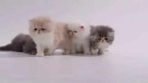 Blue and white persian kitten cat step backward. - Royalty F