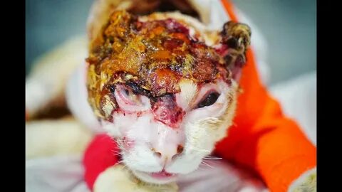 The world prays for this burned kitty - YouTube