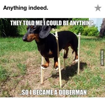 Doberman Memes Related Keywords & Suggestions - Doberman Mem