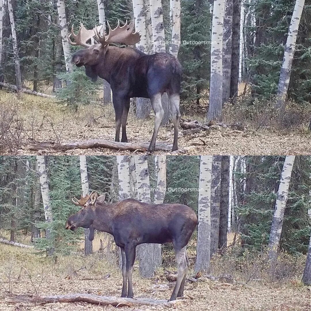 Rust moose eu bi weekly фото 98