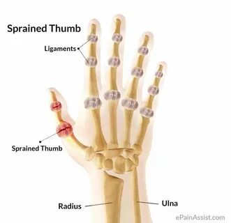 Anatomy Of The Thumb Ligaments MedicineBTG.com