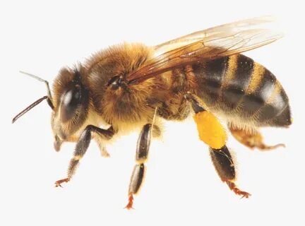 Bees Transparent Africanized - Honey Bee, HD Png Download , 