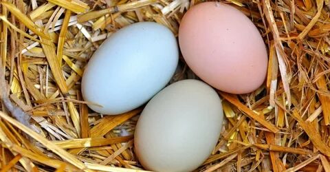 What are "Easter Egg" Chickens? - Farmers' Almanac