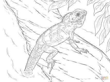 Realistic Water Dragon Dragon Coloring Pages Mclarenweightli