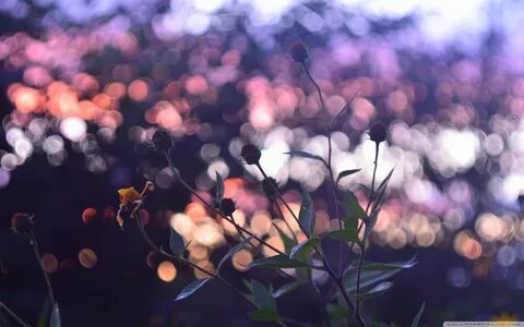 Download Evening Bokeh And Flowers UltraHD Wallpaper - Wallp