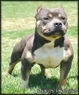 Pin on 3Pitbulls 3