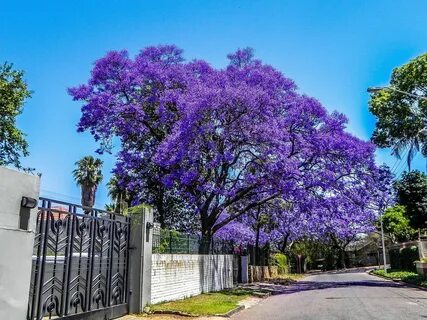 Jacaranda Tree, Pretoria Planting flowers, Plants, Flowers