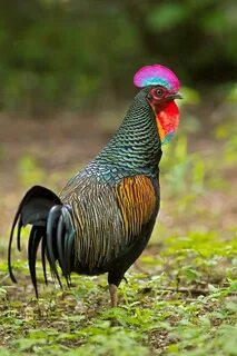 jungle fowl Beautiful chickens, Fancy chickens, Chickens