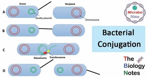 Bacterial Conjugation- Definition, Principle, Process, Examp