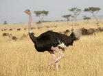 Show Me A Picture Of An Ostrich - Weti Online