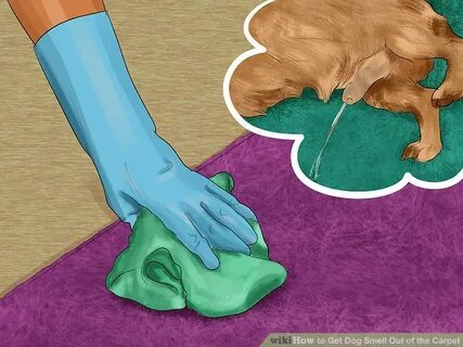 Get Pet Smell Out Of Carpet