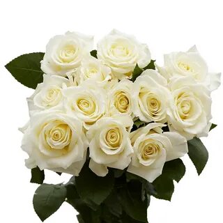 Dozen White Roses Order a Dozen Roses Online GlobalRose