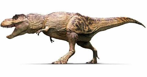 Learn interesting facts about Tyrannosaurus. Find out Tyrann