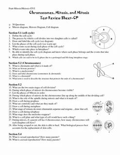 ✔ ️Meiosis Vocabulary Worksheet Pdf Free Download Stackex.co