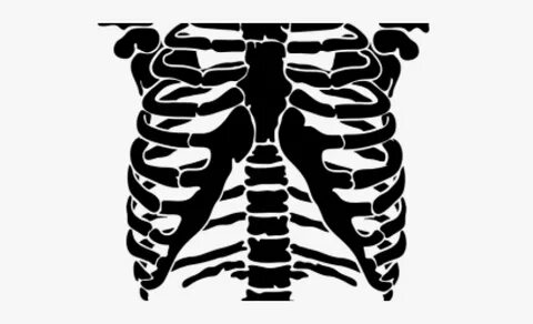 Rib Cage Png - Skeleton Rib Cage Vector , Transparent Cartoo