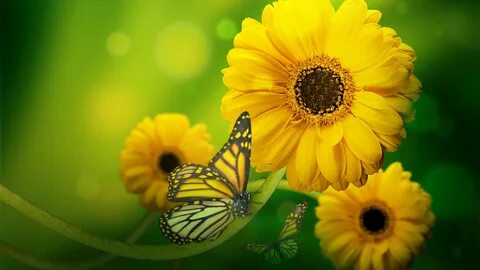 Yellow Flower HD Wallpapers - Wallpaper Cave