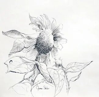 Whimsical Sunflower Drawing by James Skiles Fine Art America