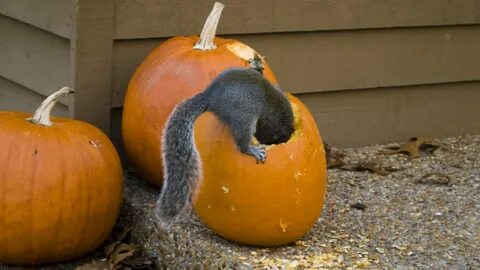 How To Keep Squirrels From Eating Pumpkins Reddit - All info