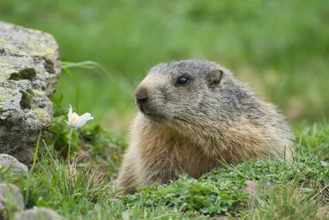 File:Marmota marmota sp. 03.jpg - Wikimedia Commons