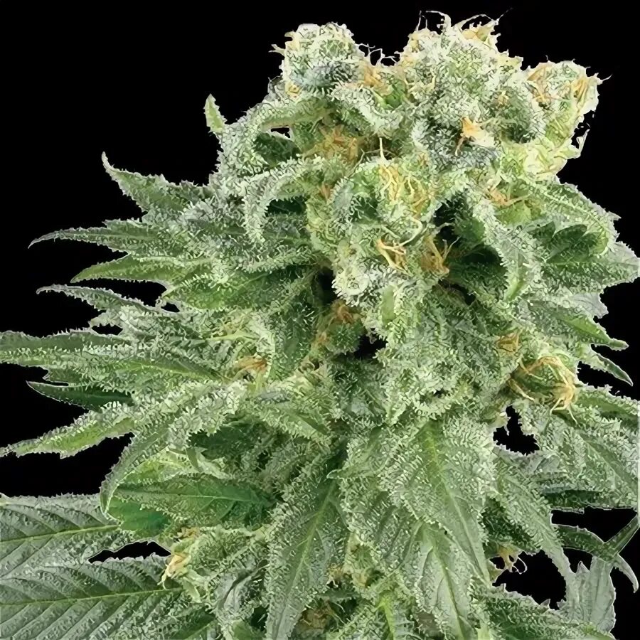 Bubble Yum Seed Reviews - Vision Seeds Marijuana Guides