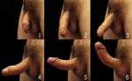 Мужской половой член строение (65 фото) - Порно фото голых д