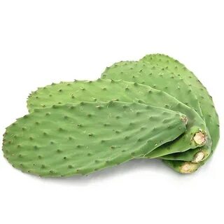 Cactus Pads Nopales Nopali Mexican Recipes - Wild Food Forag