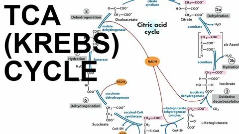 TCA/Citric Acid (Krebs) Cycle - YouTube