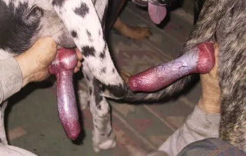 Huge Dog Cock Cum - Porn photos. The most explicit sex photo