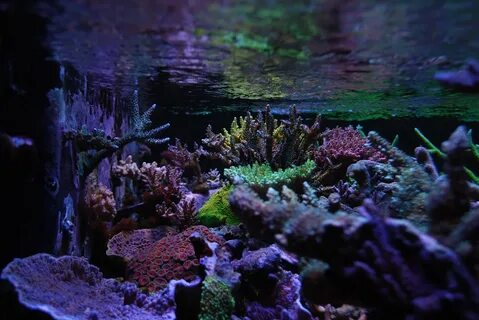 Dosing Your Reef Tank: An Essential Guide For Beginner Aquar