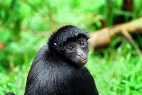 Black spider monkey Spider monkey, Monkey pictures, New worl