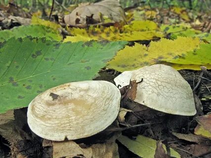 Знакомимся: говорушка налиственная Clitocybe phyllophila Гри