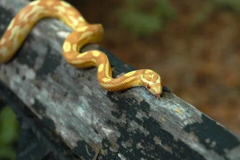 Corn Snake (Butter Motley morph) (Size: Large) - Critters - 