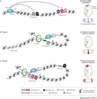 Transcriptional enhancers: from properties to genome-wide pr