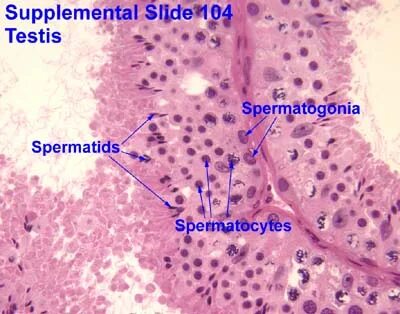 20 Unique Basement Membrane Epithelium - basement tips