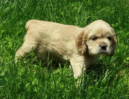 American Cocker Spaniel Puppy For Sale Picture 02 - Curious 